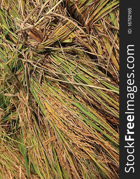 Closeup image of a bunch of harvested rice