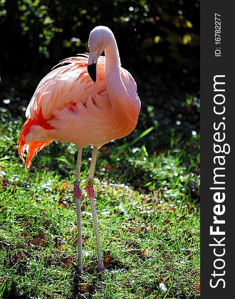 This Chilean flamingo is on display in a zoo.