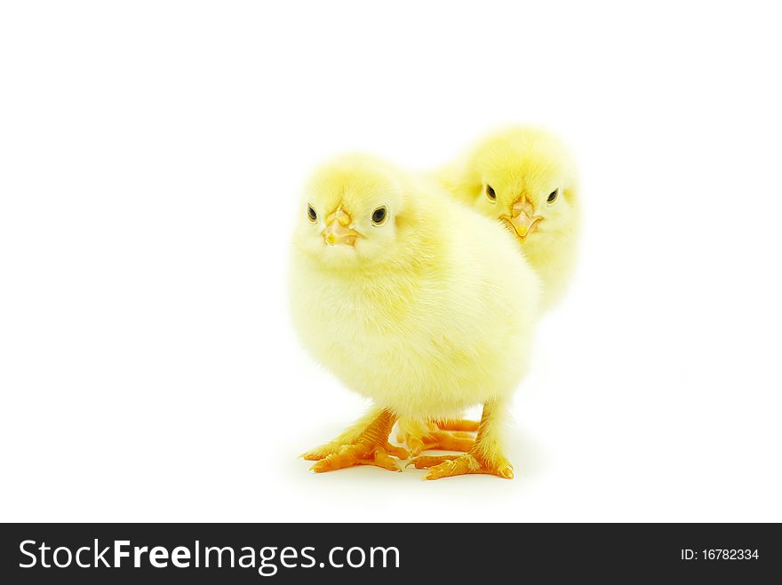 Cute little baby chicken on white background