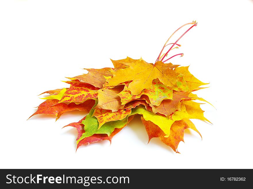 Autumn maple leaves isolated on a white. Autumn maple leaves isolated on a white