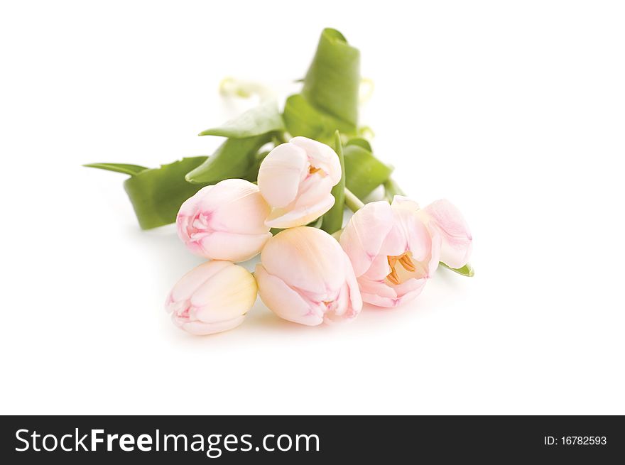 Pink flowers isolated on white background. Pink flowers isolated on white background