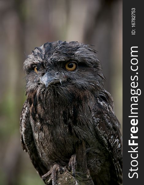 Tawny Frogmouth is an Australian nocturnal hunting bird. Tawny Frogmouth is an Australian nocturnal hunting bird
