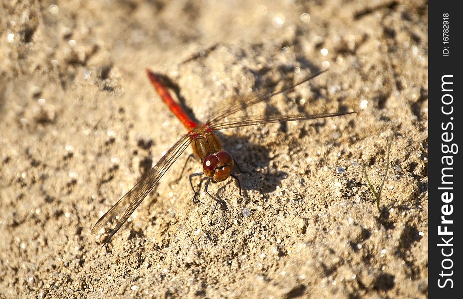 A small dragonfly on sand