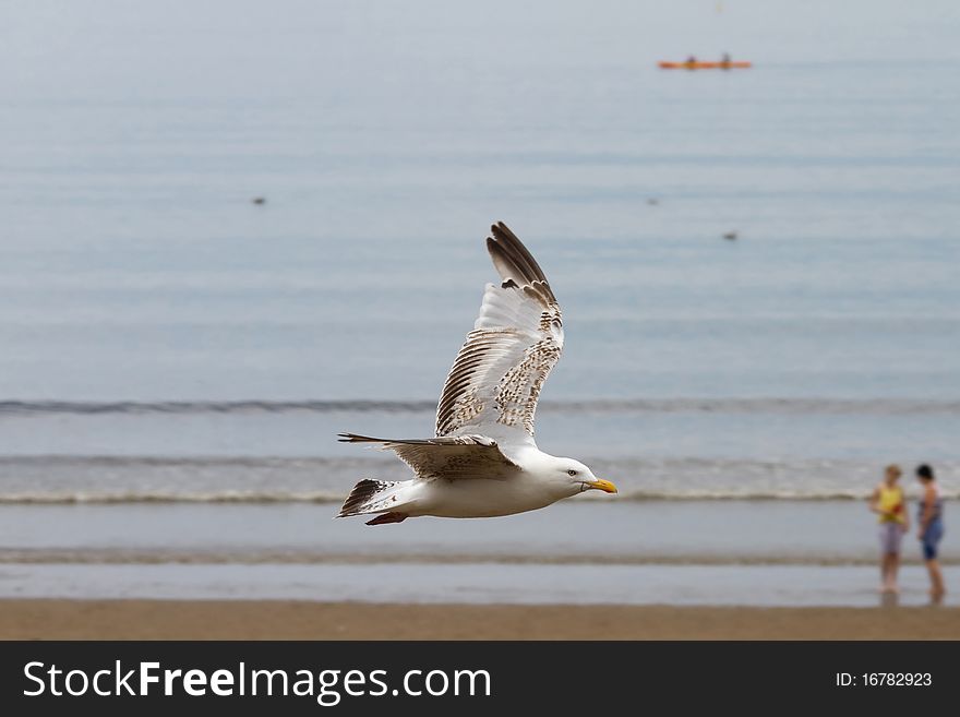 Bird in flight over head by the beach. Bird in flight over head by the beach