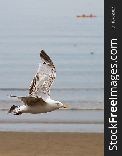 Seagull flying over the beach