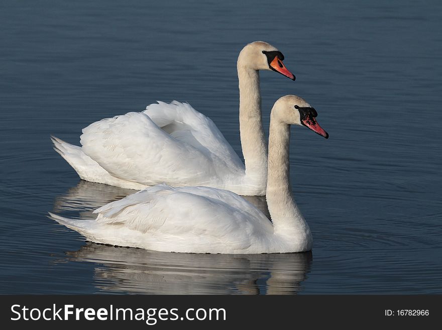 Swans Swimming on the lake close up