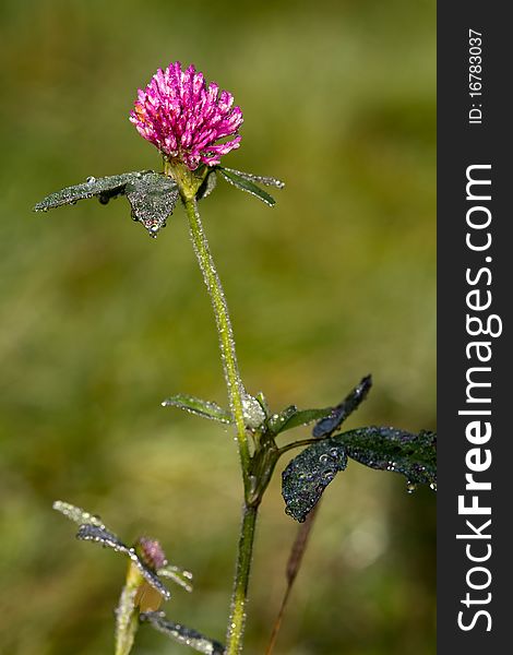 Red Clover (Trifolium pratense) Trefoil flower close-up