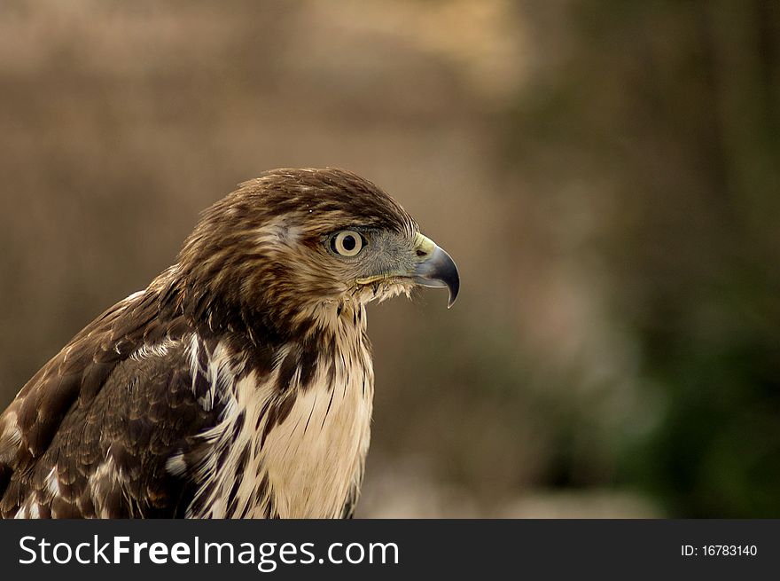 Portrait of predator Buteo jamaicensis