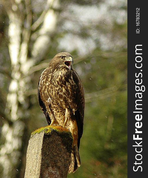 Sitting predator buzzard on stone. Sitting predator buzzard on stone