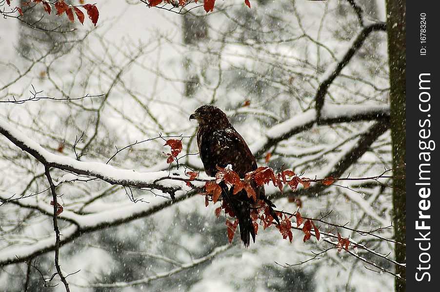 The predator buzzard sitting on twig. The predator buzzard sitting on twig