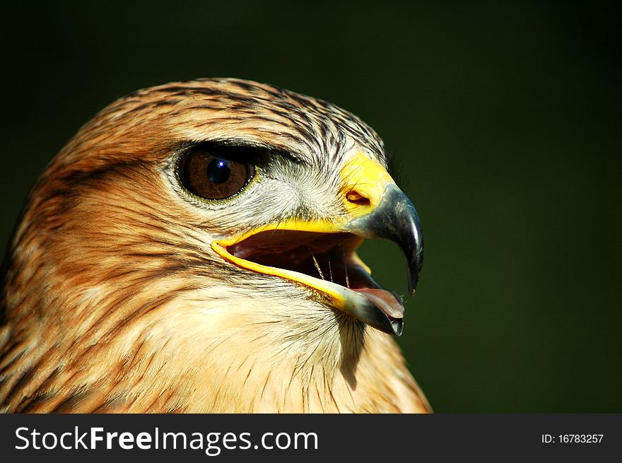 Portrait of predator Buteo jamaicensis