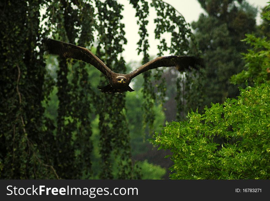 Flying the predator steppe eagle. Flying the predator steppe eagle