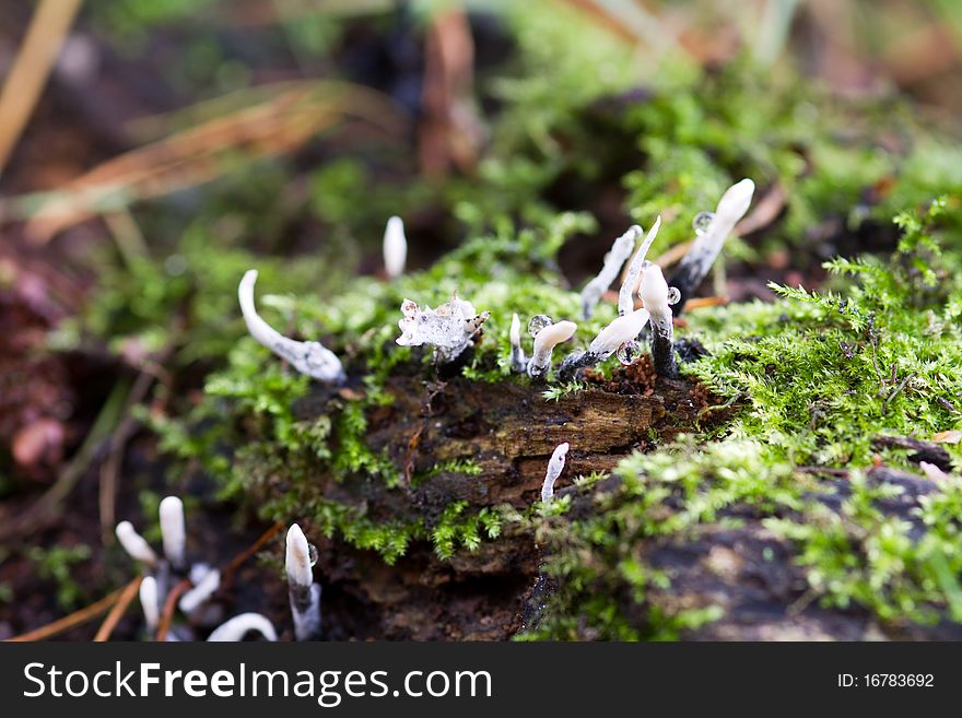 Candlesnuff fungus (Xylaria hypoxylon) growing in the wild