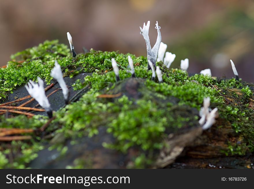 Candlesnuff fungus (Xylaria hypoxylon) growing in the wild