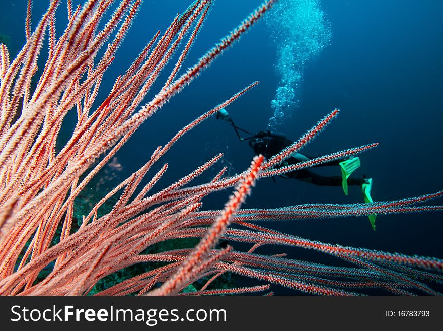 Diver with underwater camera by coral reef. Diver with underwater camera by coral reef