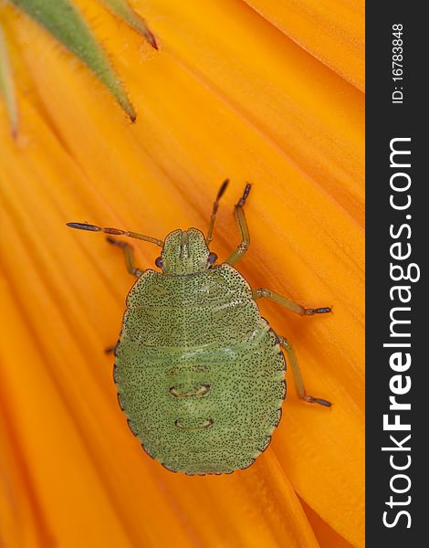 Green shield bug nymph (Palomena prasina) sitting on pot marigold. Extreme close-up with high magnification.