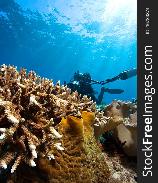 Diver with underwater camera by coral reef. Diver with underwater camera by coral reef