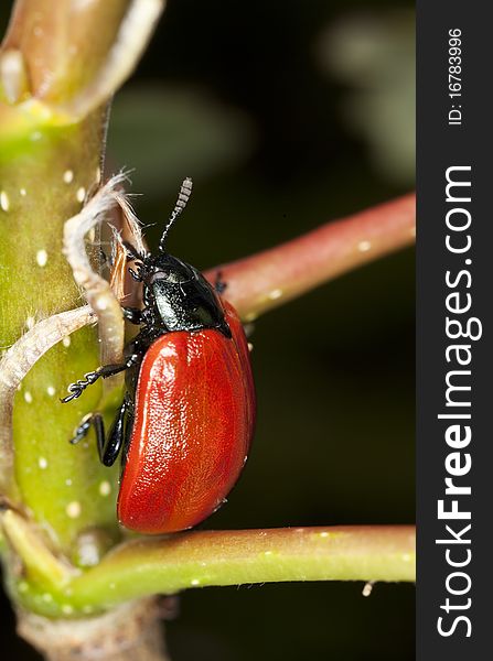 Red poplar leaf beetle (Chrysomela populi) Macro photo.