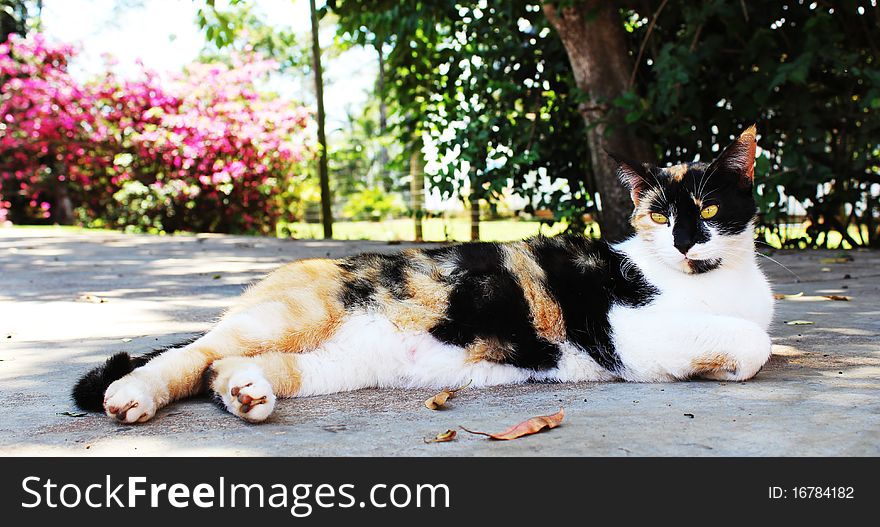 Cat resting in the shade on a hot day. Cat resting in the shade on a hot day.