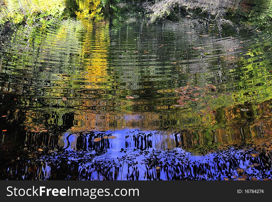 Autumn leaves in a water