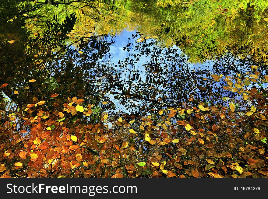 Autumn leaves in a water