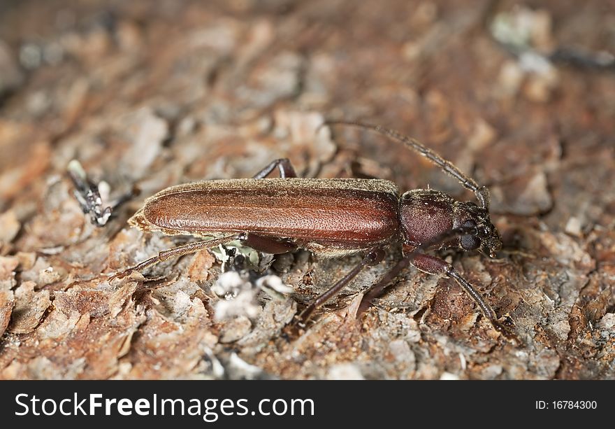 Dusky longhorn (Aphopalus rusticus)