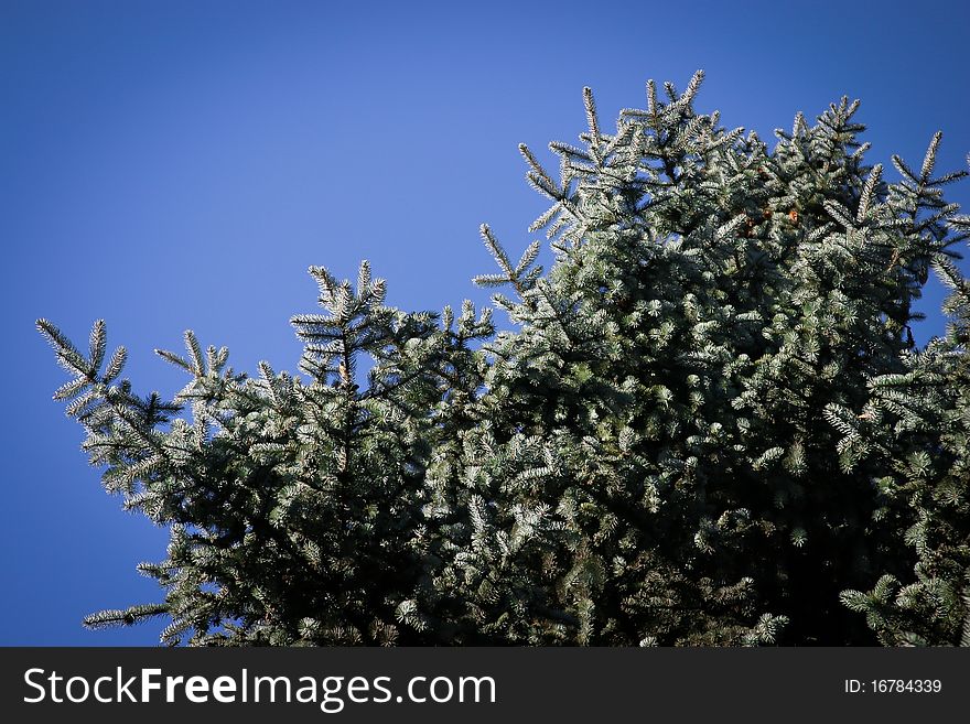Coniferous tree on a blue background