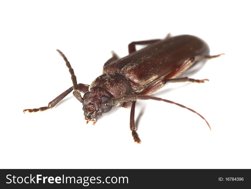 Dusky longhorn (Aphopalus rusticus) isolated on white background.