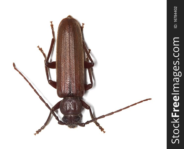 Dusky longhorn (Aphopalus rusticus) isolated on white background.