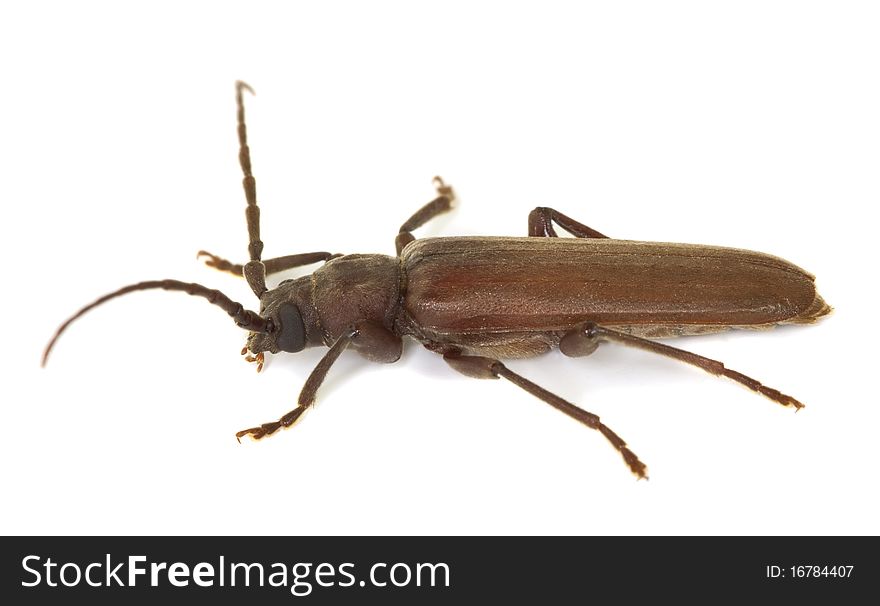 Dusky longhorn (Aphopalus rusticus) isolated on white background.