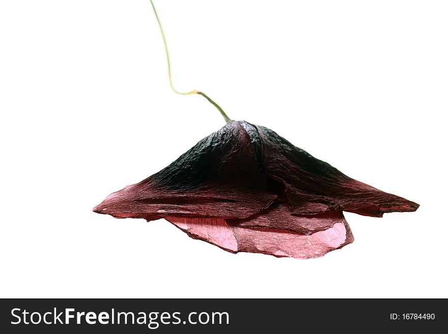 Dried Single poppy isolated on white background