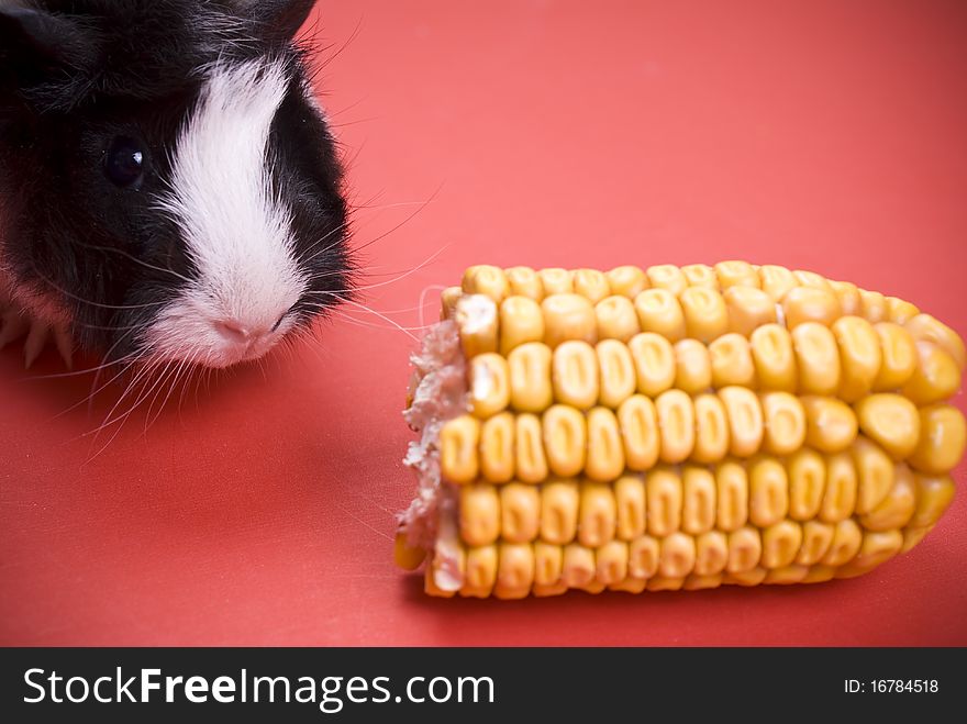Little guinea pig eating corn