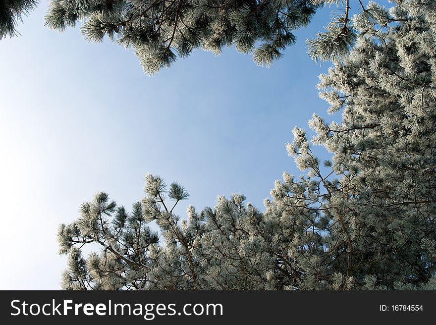 Silver spruce - Pine tree branches Snowy winter with firs and trees. Silver spruce - Pine tree branches Snowy winter with firs and trees