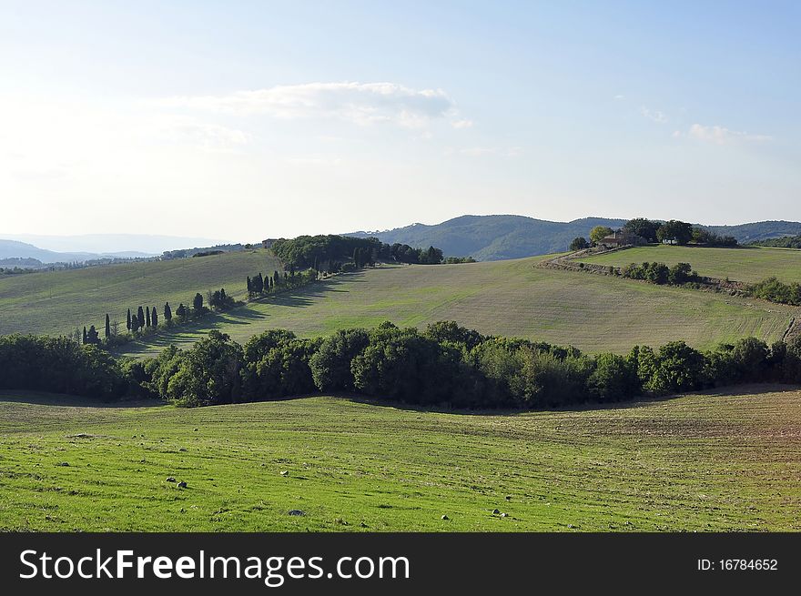 Tuscan countryside with fields, trees, cedars and hills