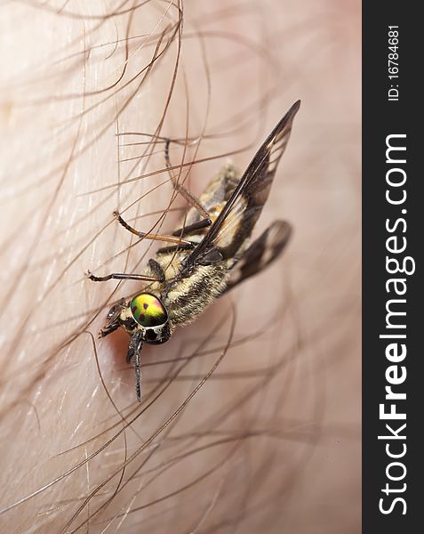 Twin-lobed deerfly (Chrysops relictus) opening up a wound on human. Extreme close-up.