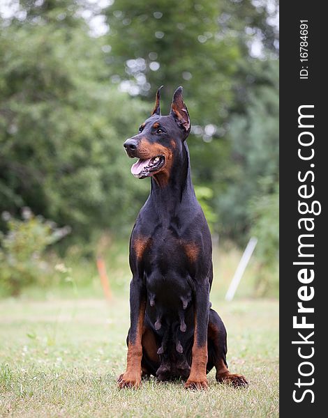 Black doberman sitting on the green grass