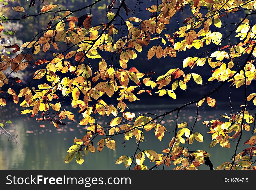 Autumn leaves in a water