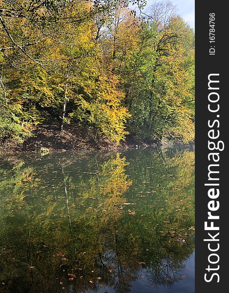 Autumn leaves in a water