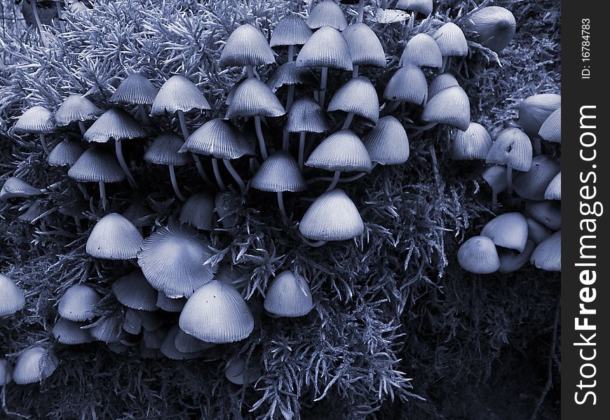 Mushrooms toadstools in the night forest