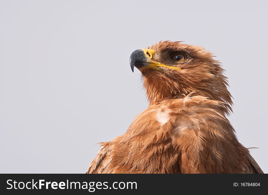 This Tawby Eagle shows the always impressive eyes and imposing beak of all the great raptors. This Tawby Eagle shows the always impressive eyes and imposing beak of all the great raptors.