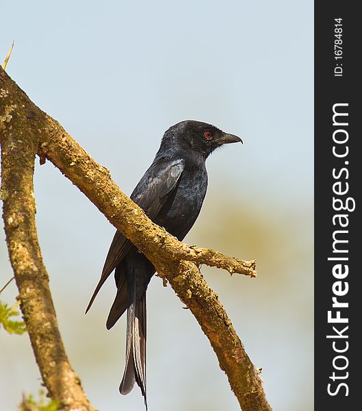 A Fork-tailed Drongo  shows his distinctive red eyes and bluish iridescent colors. A Fork-tailed Drongo  shows his distinctive red eyes and bluish iridescent colors.