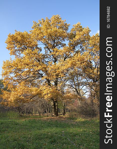 Oak tree by autumn color. Oak tree by autumn color