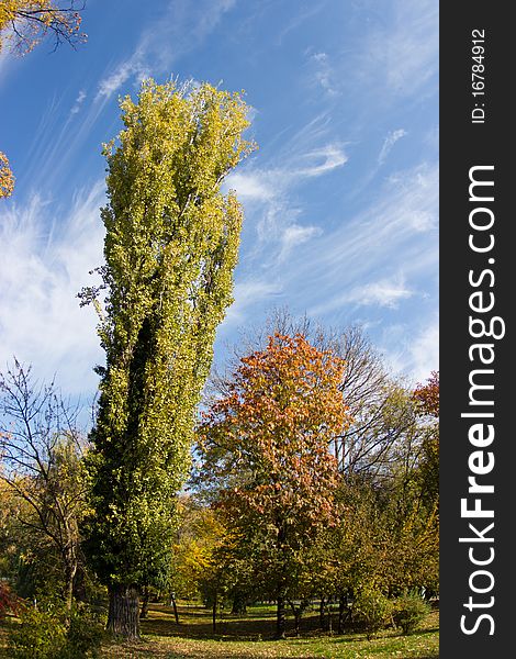 Poplar tree in autumn colors with blue sky. Poplar tree in autumn colors with blue sky