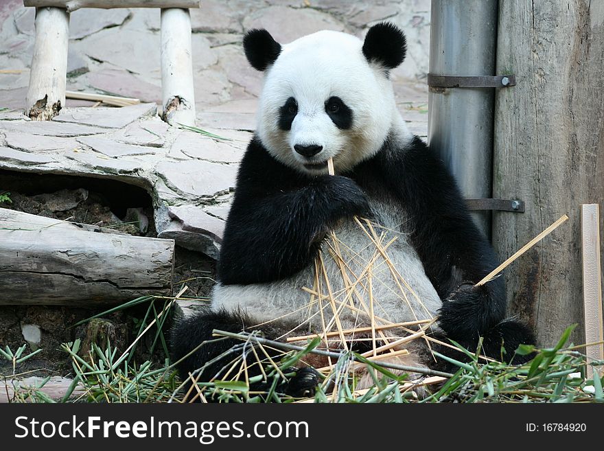 A  panda  is  eating a bamboo