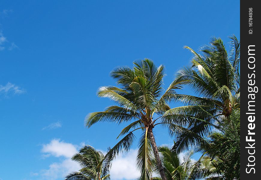 The top branches of palm trees in Hawaii placed in a corner with plenty of copy space in the blue sky. The top branches of palm trees in Hawaii placed in a corner with plenty of copy space in the blue sky.