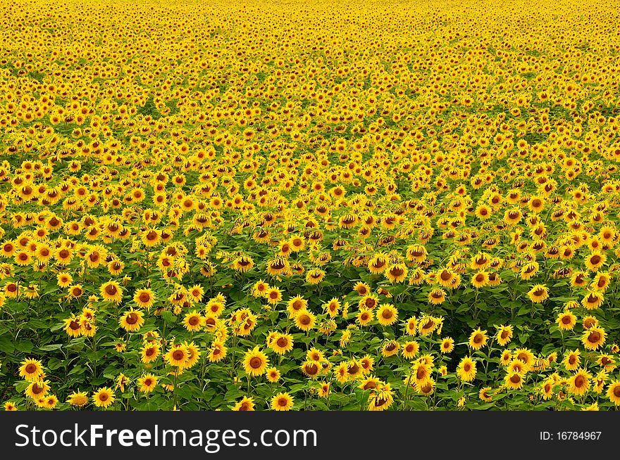 A beautiful sunflower field with lots of sunflowers
