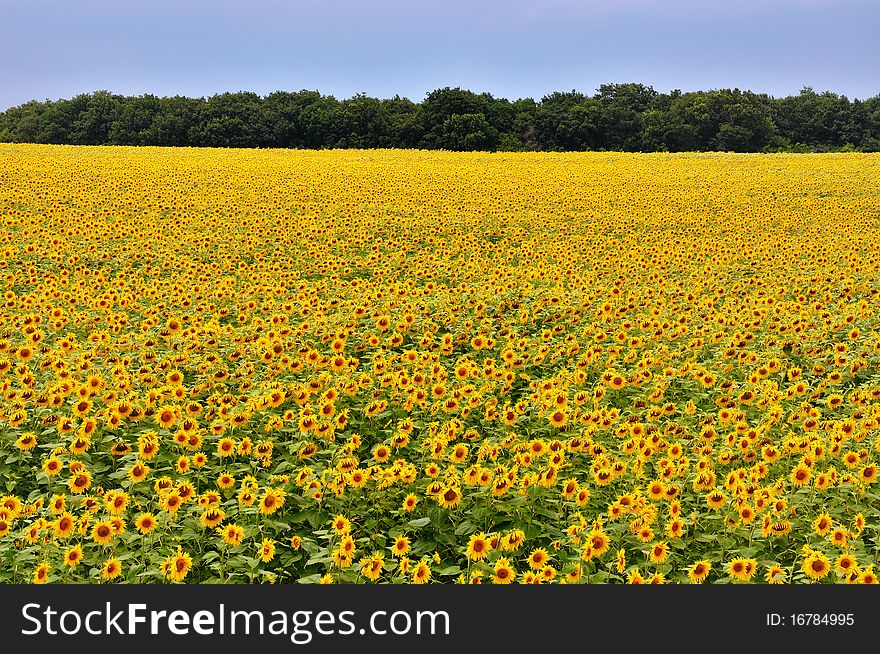 A beautiful sunflower field with lots of sunflowers