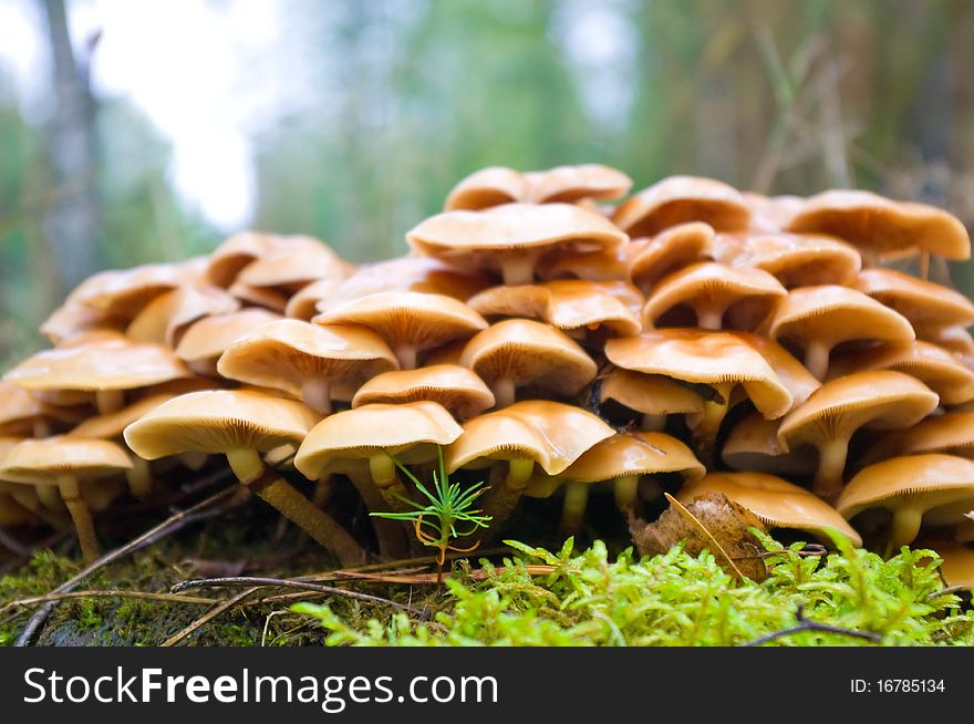 Photo of edible fungi against wood. Photo of edible fungi against wood