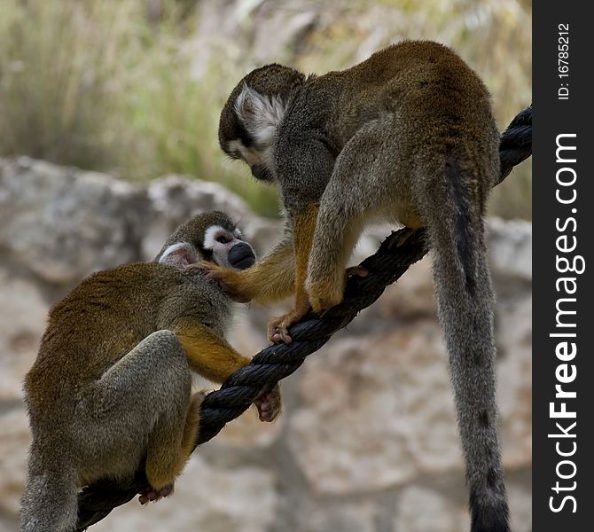 Squirrel monkeys politely want to pass each other on the rope