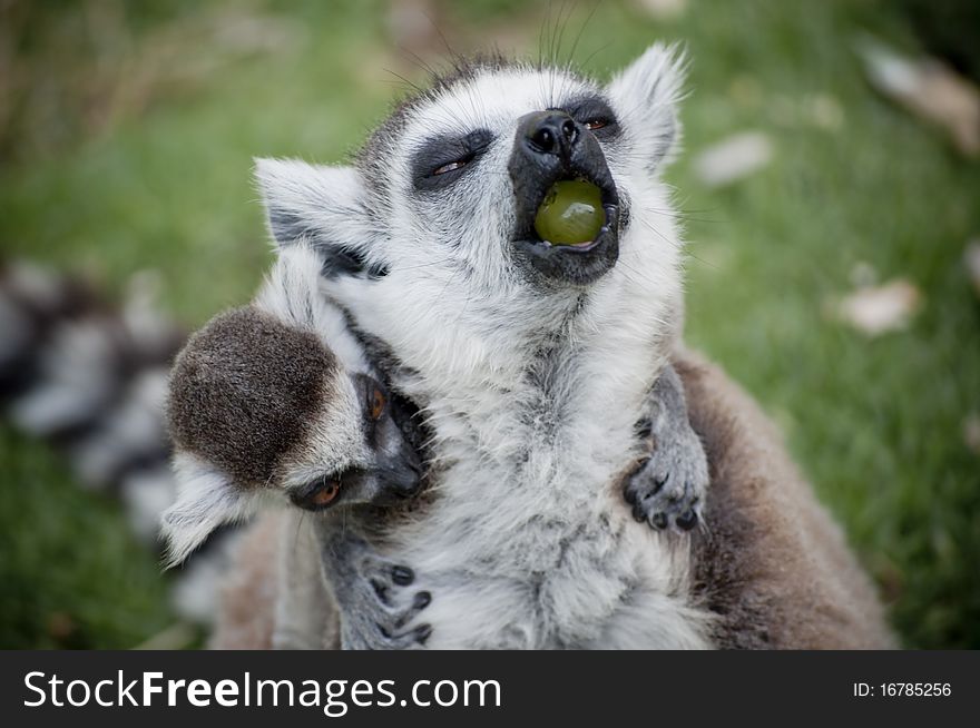 Ring tailed Lemur enjoying a tasty grape. Ring tailed Lemur enjoying a tasty grape